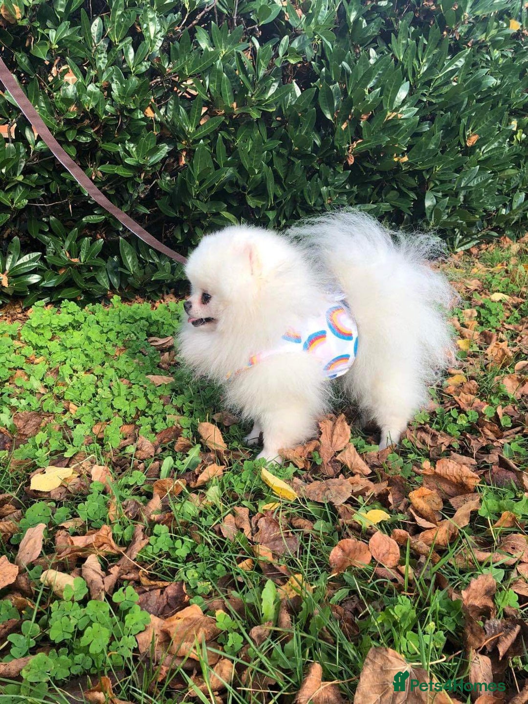 Pomeranian dogs for sale:  Beautiful Pomeranian puppies  - Image 17