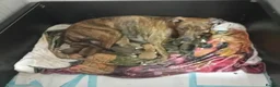 Mixed Breed dogs for sale: Puppies in South Shields - Advert 7