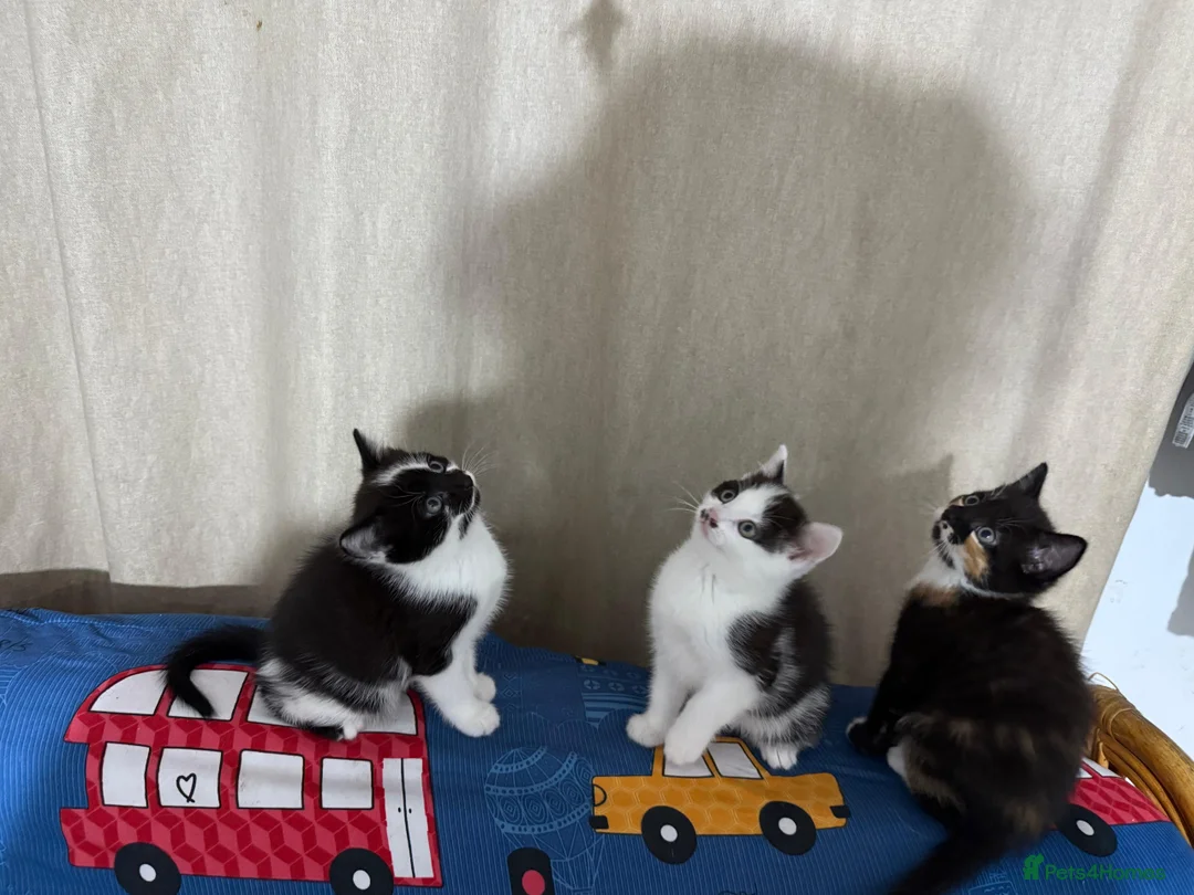 Mixed Breed cats for sale: Lovely kittens looking for new loving parents. - Advert 3