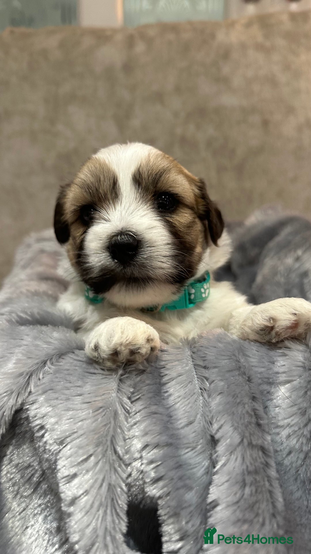 Mixed Breed dogs for sale: La Chon Puppies!  - Image 5