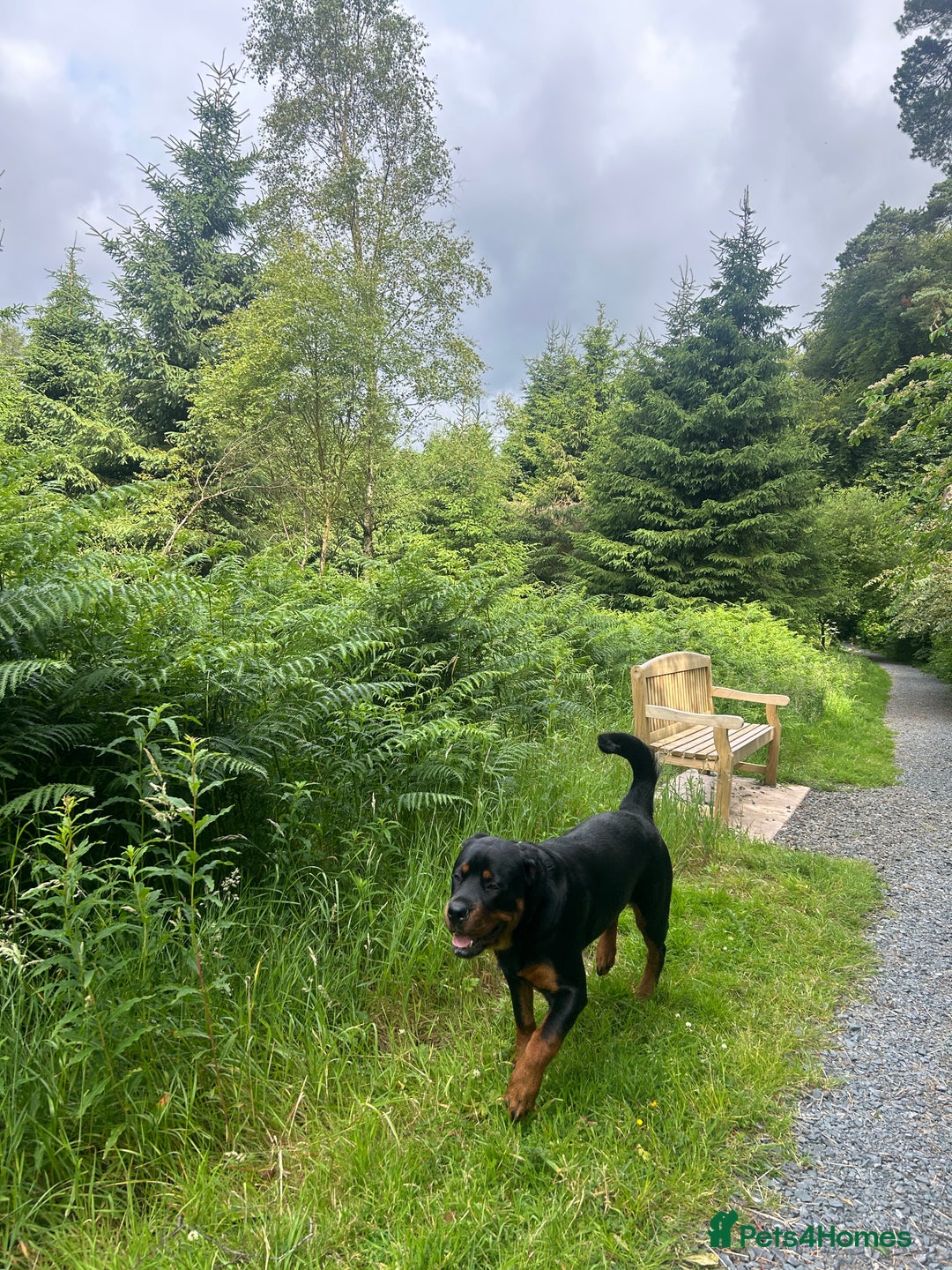 Rottweiler dogs for stud: Rottweiler for stud - Advert 6