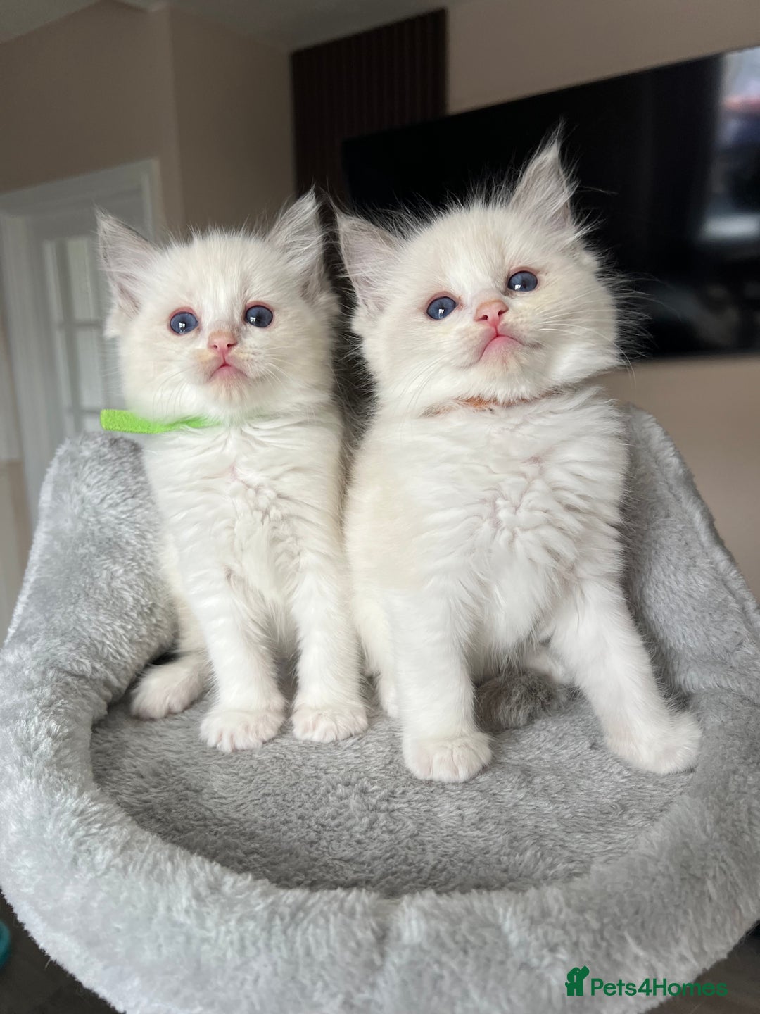 Ragdoll cats for sale: Registered Ragdoll kitttens for sale - Image 8