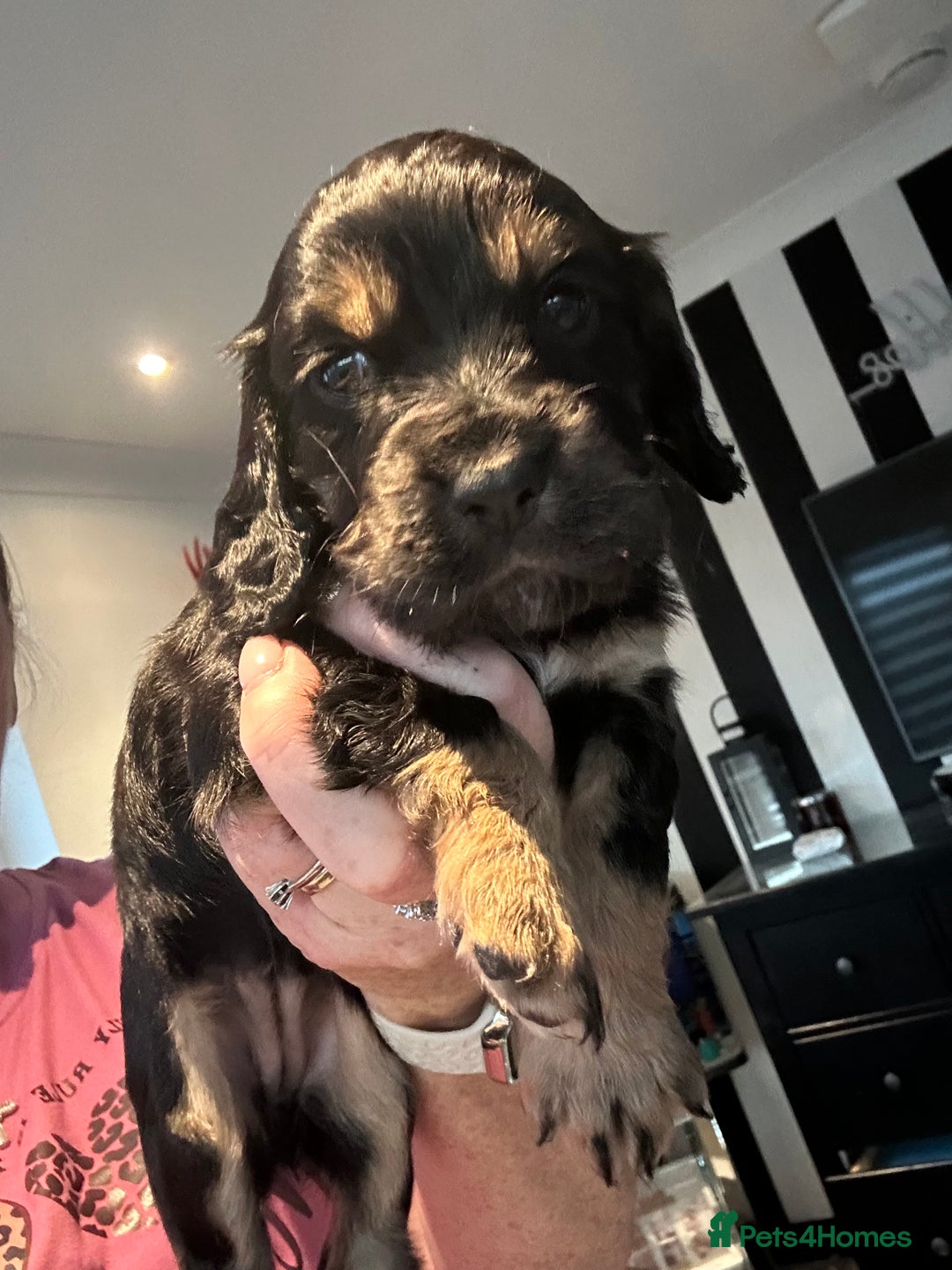 Cocker Spaniel dogs for sale: Stunning cocker spaniel puppy’s  - Image 6
