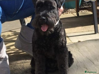 Miniature Schnauzer dogs in Pontefract - Advert 8