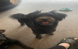 Mixed Breed dogs for sale: Ralph  - Image 4