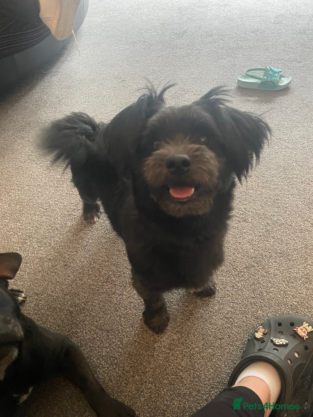 Mixed Breed dogs for sale: Ralph  - Image 4