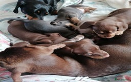 Dachshund dogs for sale: Mini dashound puppies - Image 9