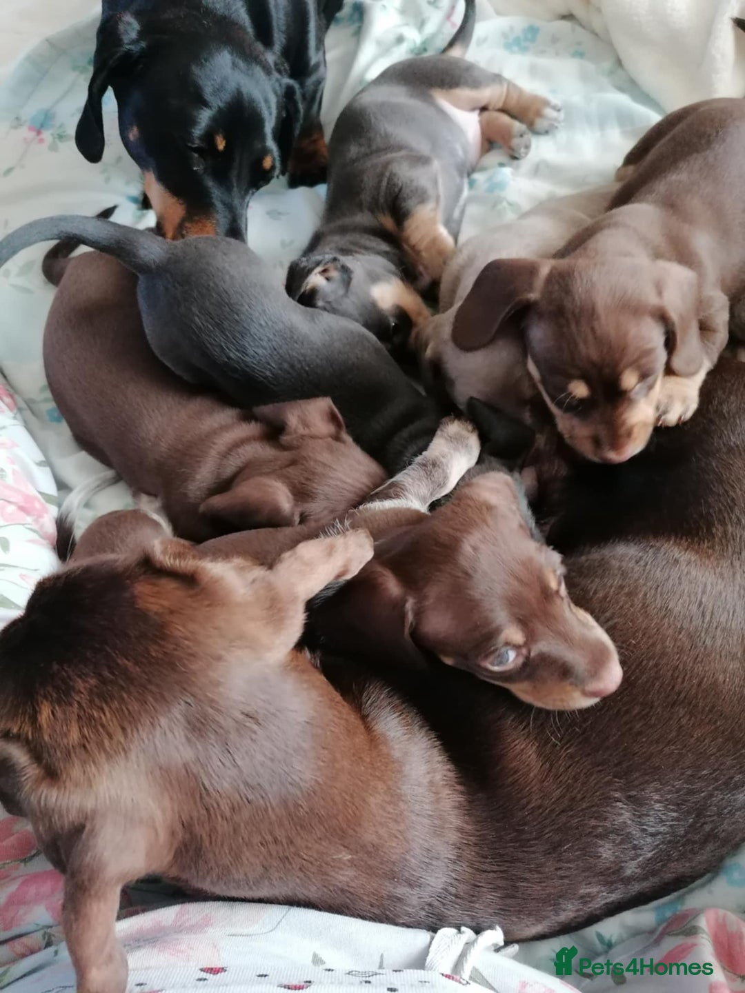 Dachshund dogs for sale: Mini dashound puppies - Image 9