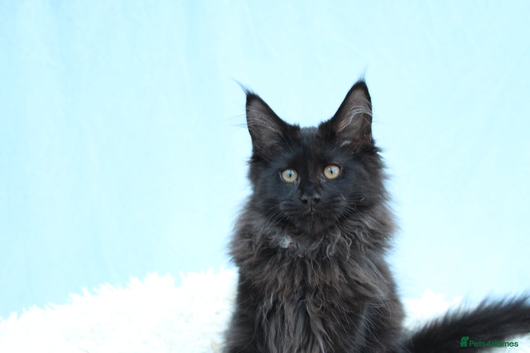 Maine Coon cats for sale: 🔥Last Maine Coon kitten available 🔥 - Image 7