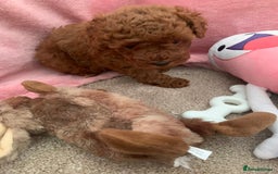 Toy Poodle dogs for sale: Toy poodle girl - Image 6