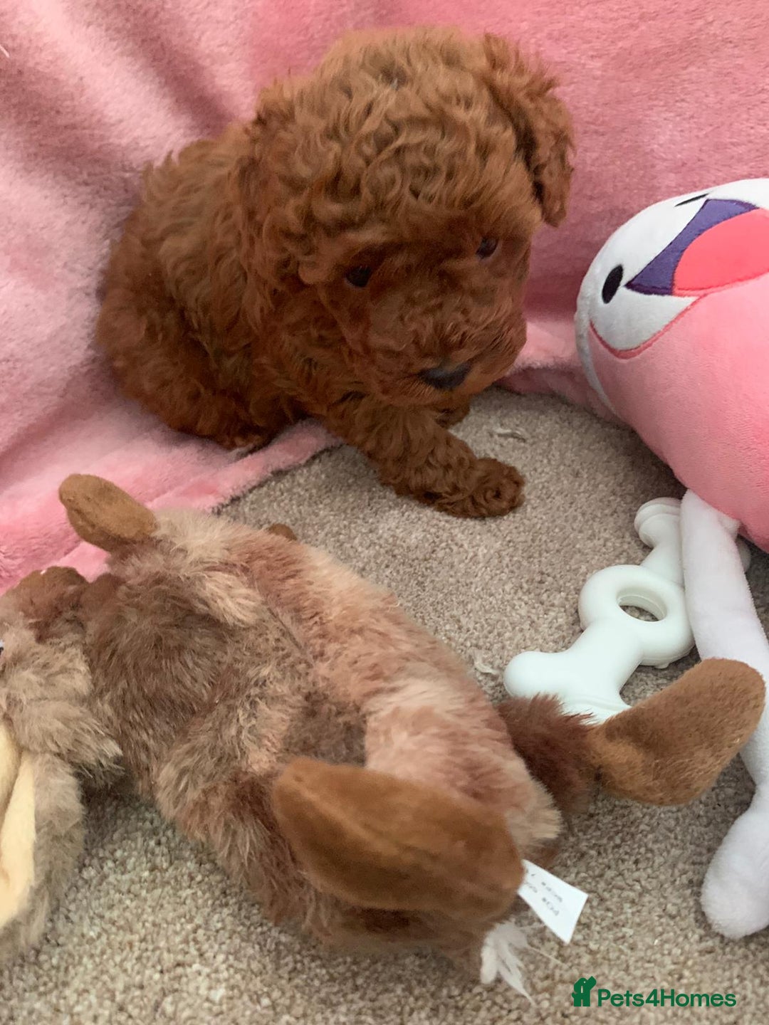 Toy Poodle dogs for sale: Toy poodle girl - Image 6
