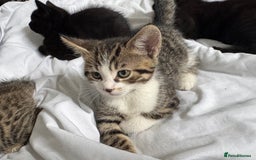 Domestic Shorthair cats for sale: Kittens for sale - Image 1