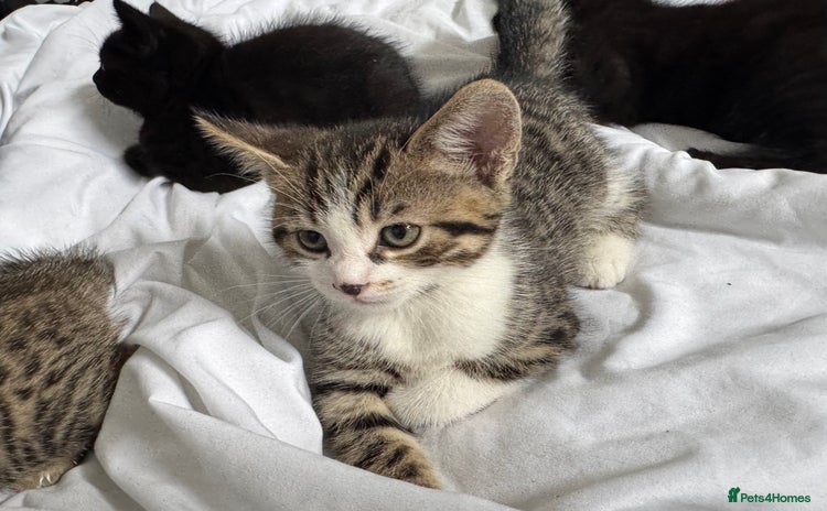 Domestic Shorthair cats - Advert 2