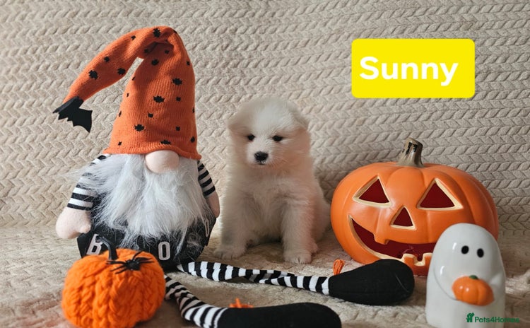 Samoyed dogs - Advert 2