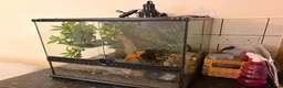 Gecko reptiles for sale: Crested gecko - orange female 🦎🍑 - Advert 3