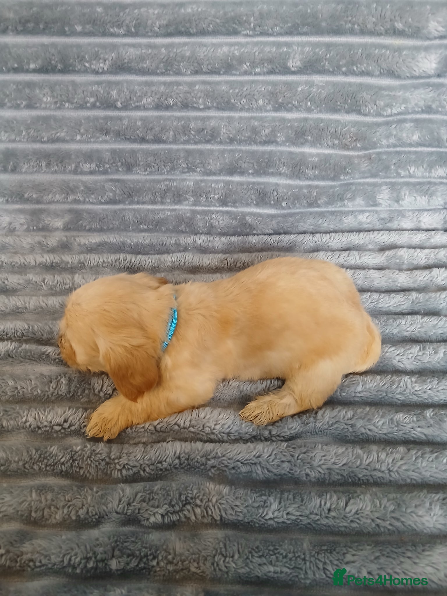 Mixed Breed dogs for sale: 8 dachshund x jack Russel puppies  in Henfield - Advert 20