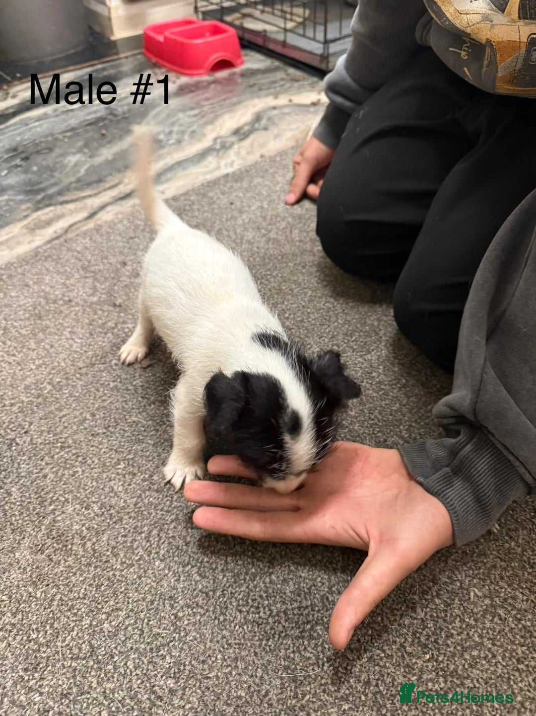 Jack Russell dogs for sale: Puppies  - Advert 10