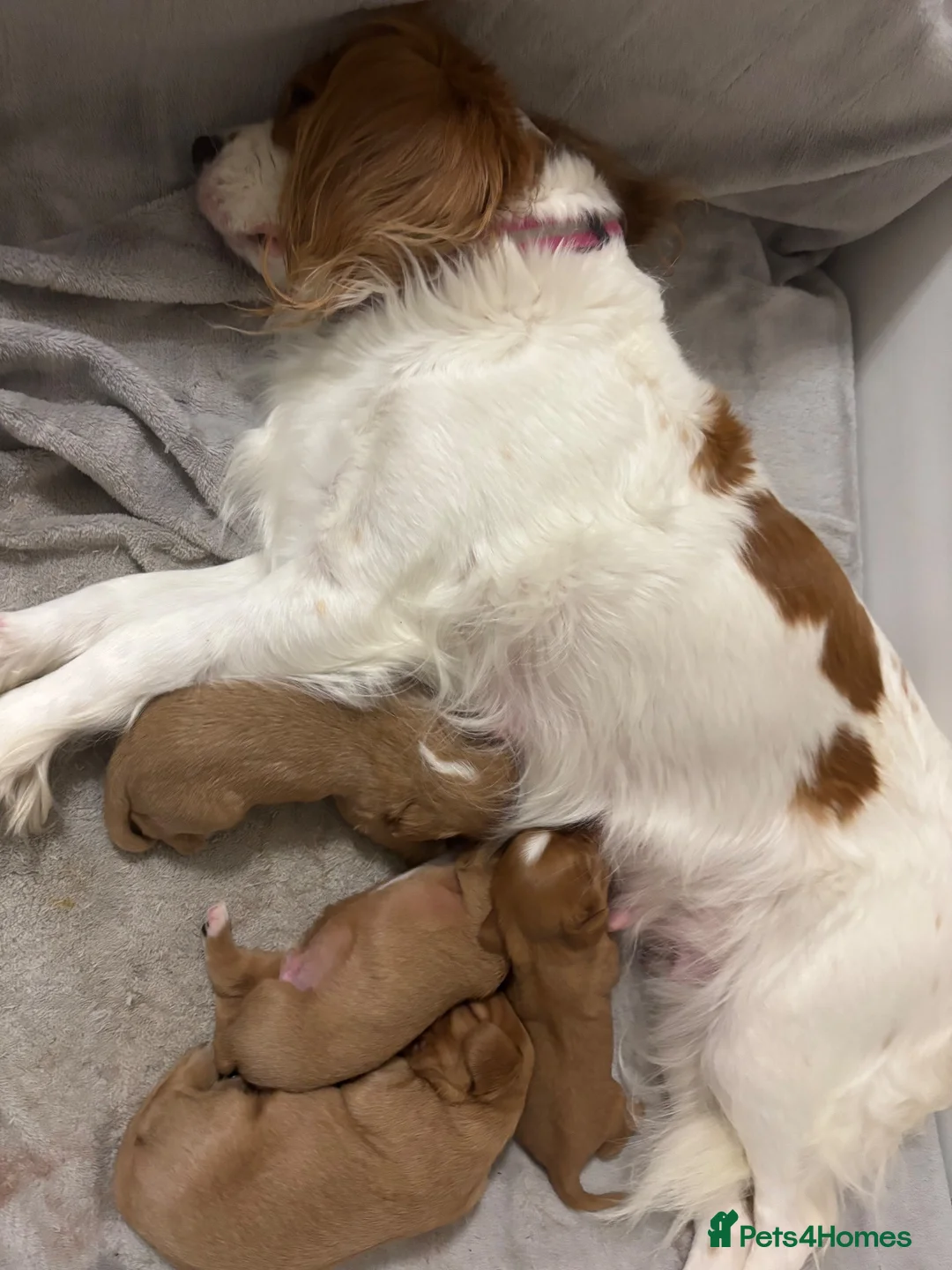Cavalier King Charles Spaniel dogs for sale: King Charles cavalier puppies - Advert 1