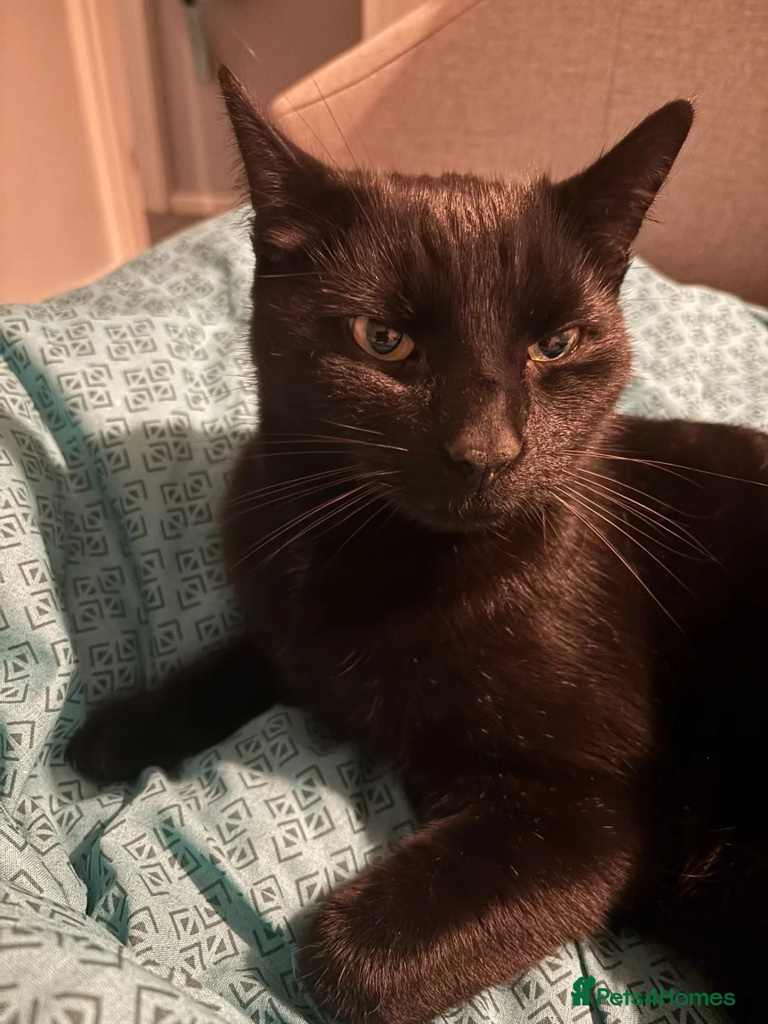 Mixed Breed cats for sale: 6 year old male cat needs a loving home - Advert 6