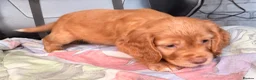 Cocker Spaniel dogs for sale: KC GOLDEN WORKING COCKERS HEALTH TESTED PARENTS !! - Advert 9