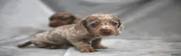 Miniature Dachshund dogs for sale: Miniature dachshund  - Advert 2
