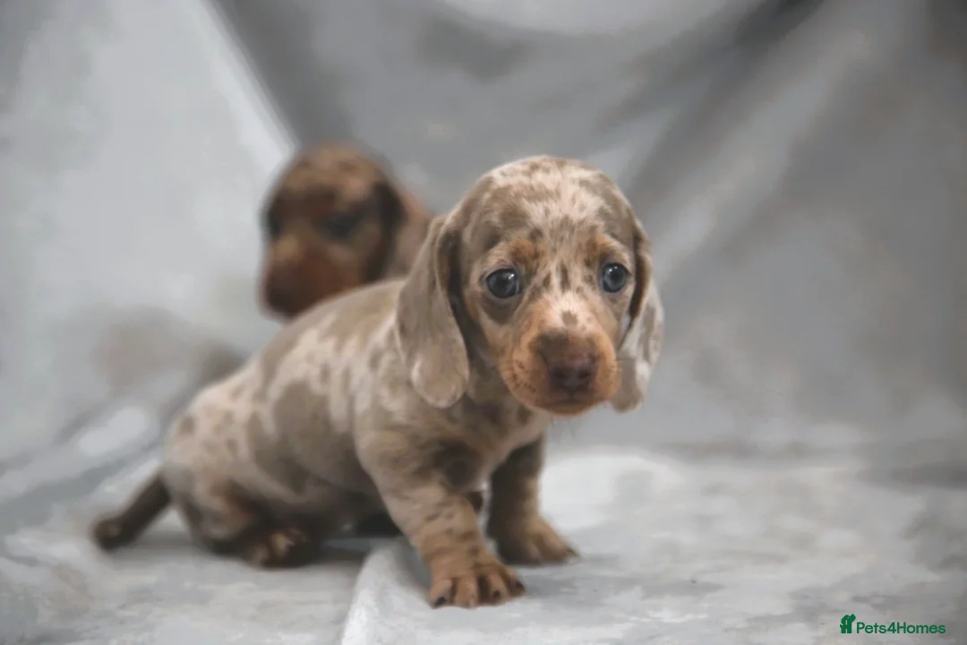 Miniature Dachshund dogs for sale: Miniature dachshund  - Advert 2