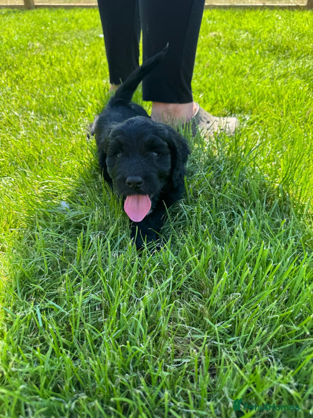 Sproodle dogs for sale: Stunning F1 sproodle  - Image 33
