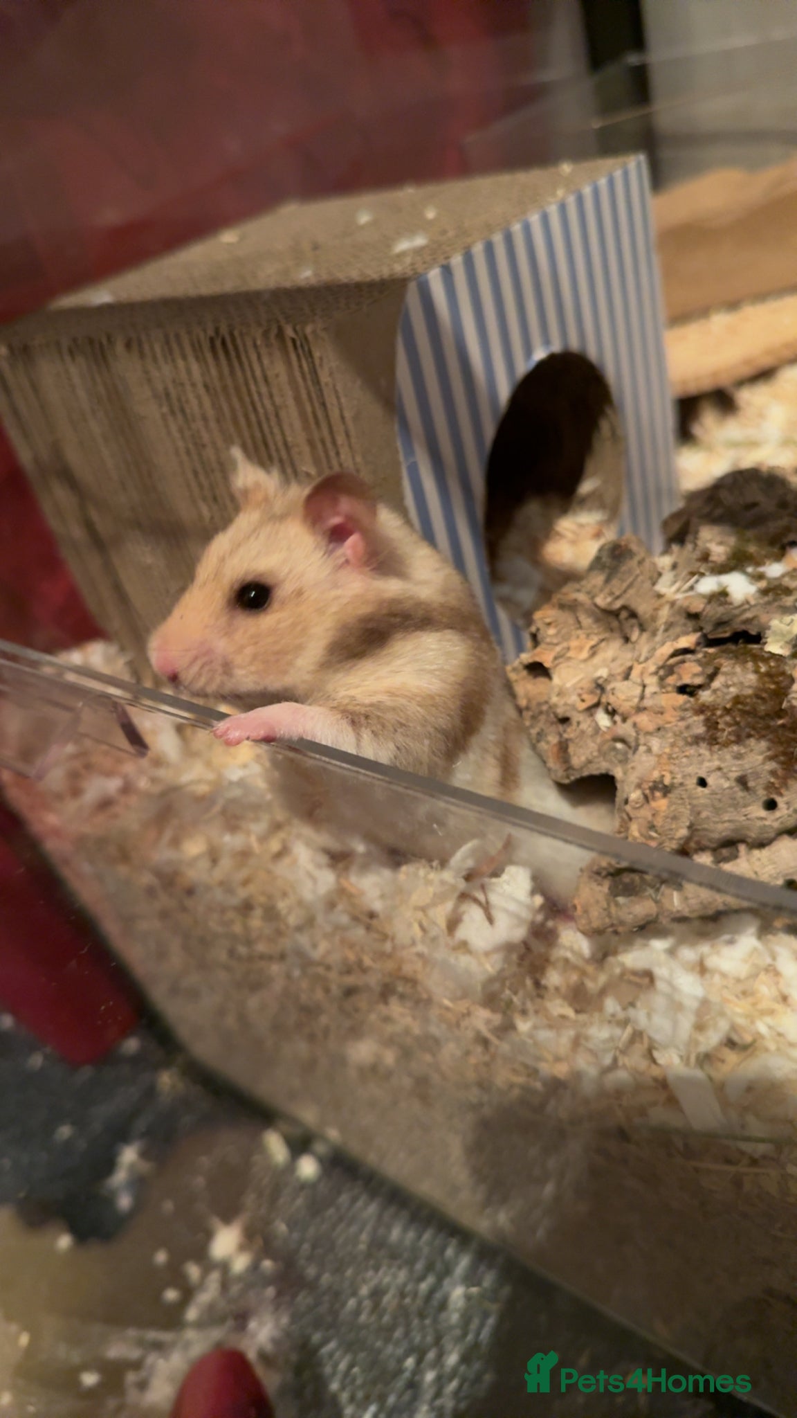 Hamster rodents for sale: Syrian Hamster to Good Home in Coventry - Advert 3