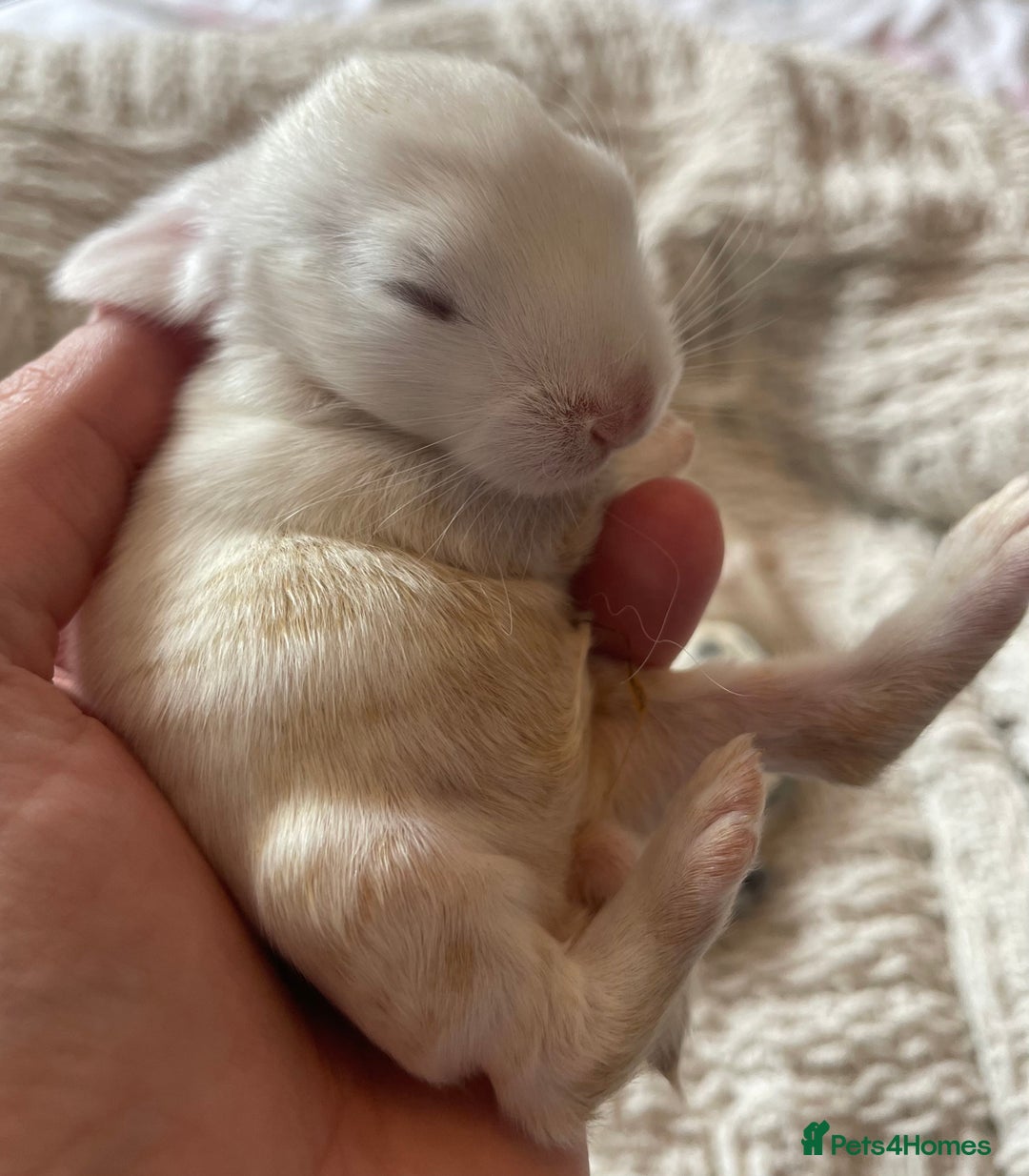 Mini Lop rabbits for sale: Mini lop babies available  - Image 4