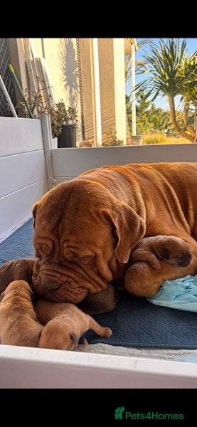 Dogue De Bordeaux dogs Dogue de Bordeaux puppies - Advert 2