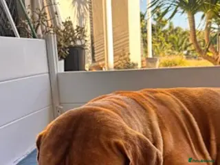 Dogue De Bordeaux dogs Dogue de Bordeaux puppies - Advert 2