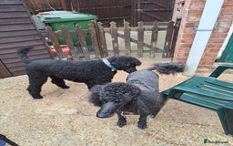 Standard Poodle dogs for sale: Standard black poodle puppies - Advert 4