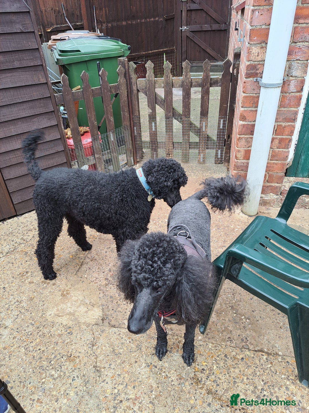 Standard Poodle dogs for sale: Standard black poodle puppies - Advert 4