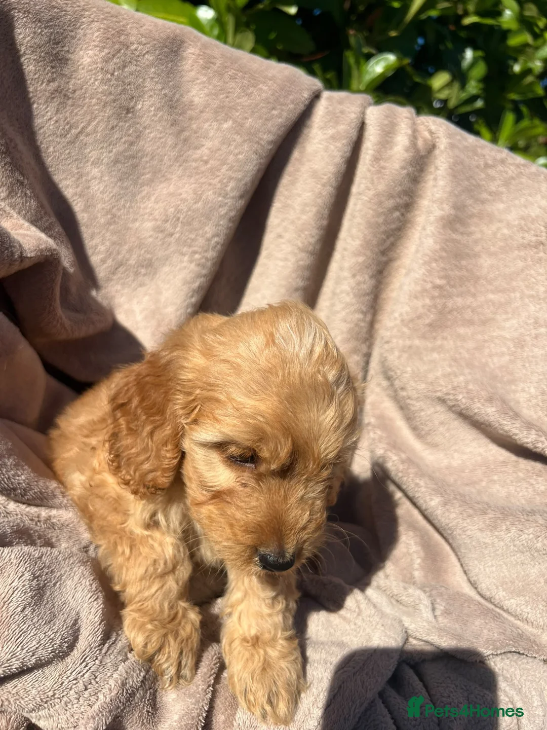 Cockapoo dogs for sale: Cockerpoo - Advert 12