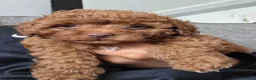 Cavapoo dogs for sale: 1 Asian Toy Cavapoo Puppy  - Advert 10