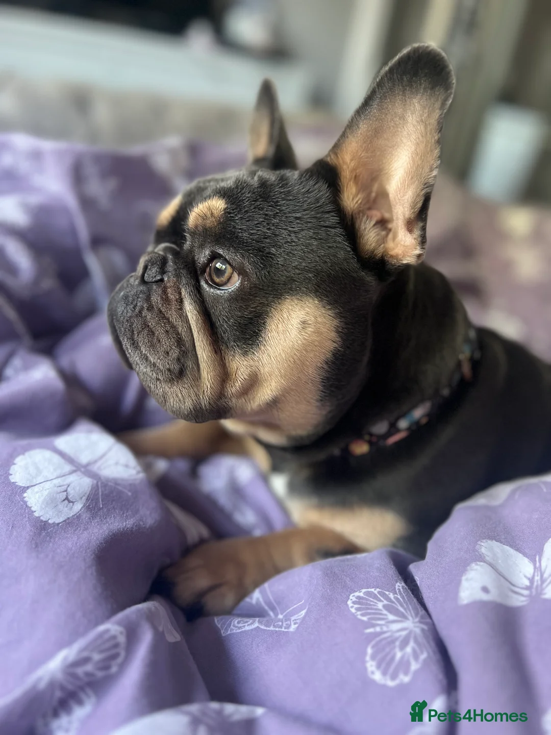 French Bulldog dogs for sale: Male French Bulldog for rehoming  - Advert 2