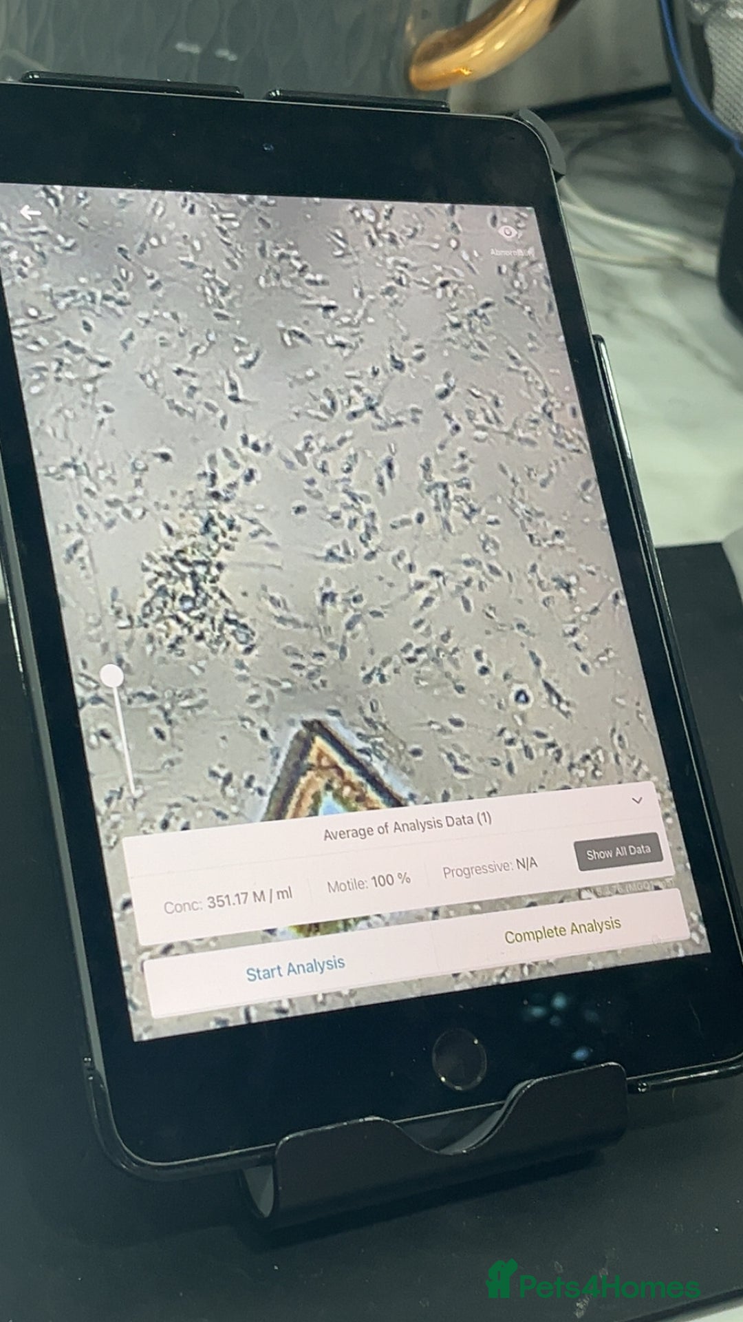 English Bulldog dogs for stud: DwKc registered platinum and tan Merle stud only  in Saint Helens - Advert 7