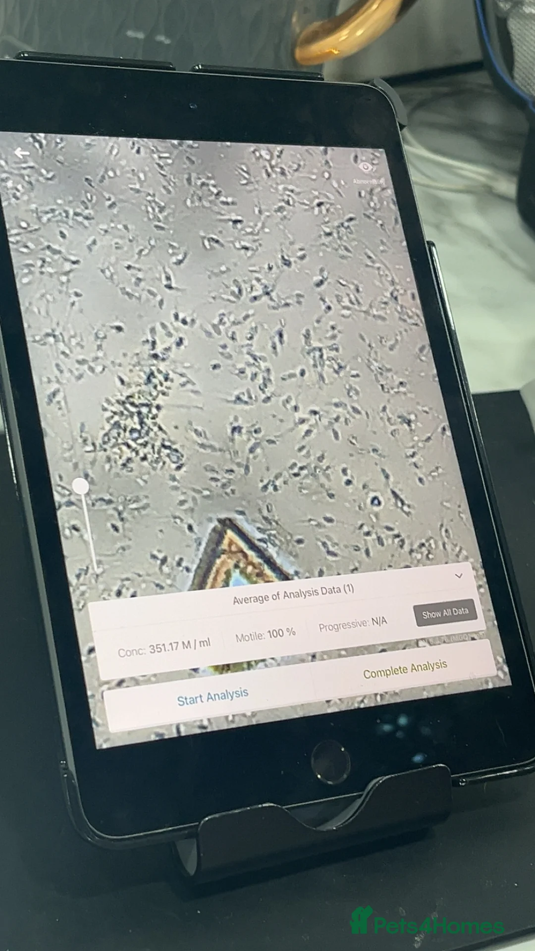 English Bulldog dogs for stud: DwKc registered platinum and tan Merle stud only  in Saint Helens - Advert 7