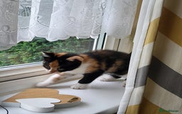 Maine Coon cats for sale: Main coon calico kittens - Image 3