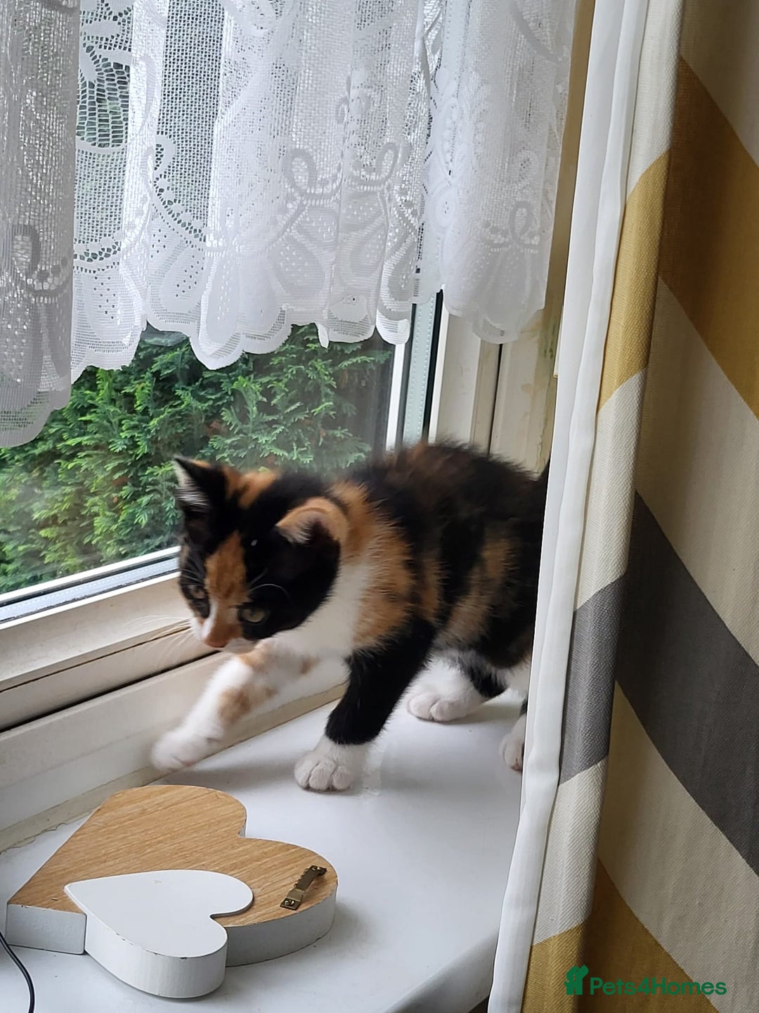 Maine Coon cats for sale: Main coon calico kittens - Image 3