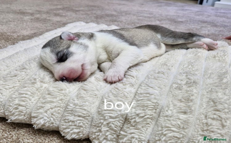 Siberian Husky dogs - Advert 1