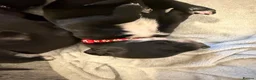 Mixed Breed dogs for sale: Dalmatian × Belgian Malinois- Loving, Active Homes in Hemel Hempstead - Advert 10