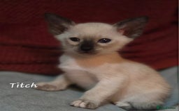 Siamese cats for sale: *1 left*Beautiful GCCF registered Siamese kittens  - Image 13