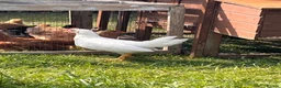 Chickens poultry for sale: 9 x mixed breed chicks in Fairford - Advert 2