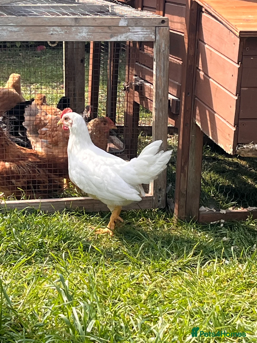 Chickens poultry for sale: 9 x mixed breed chicks in Fairford - Advert 2