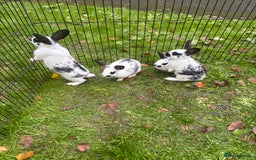 Rex rabbits for sale: Beautiful friendly babies - Image 4