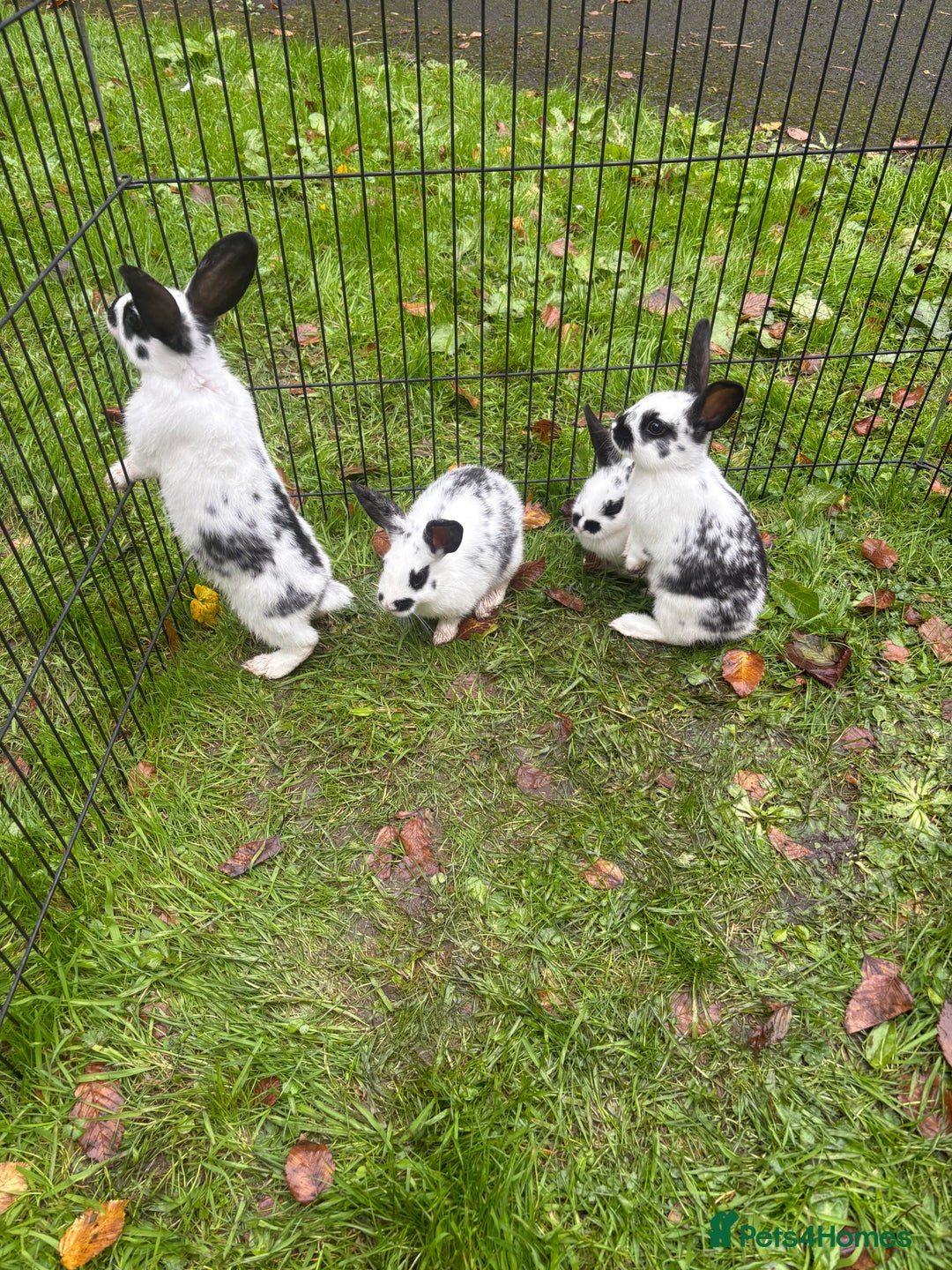 Rex rabbits for sale: Beautiful friendly babies - Image 4