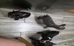 French Bulldog dogs for sale: 2 Adult French bulldogs and 4 Puppies  - Image 27