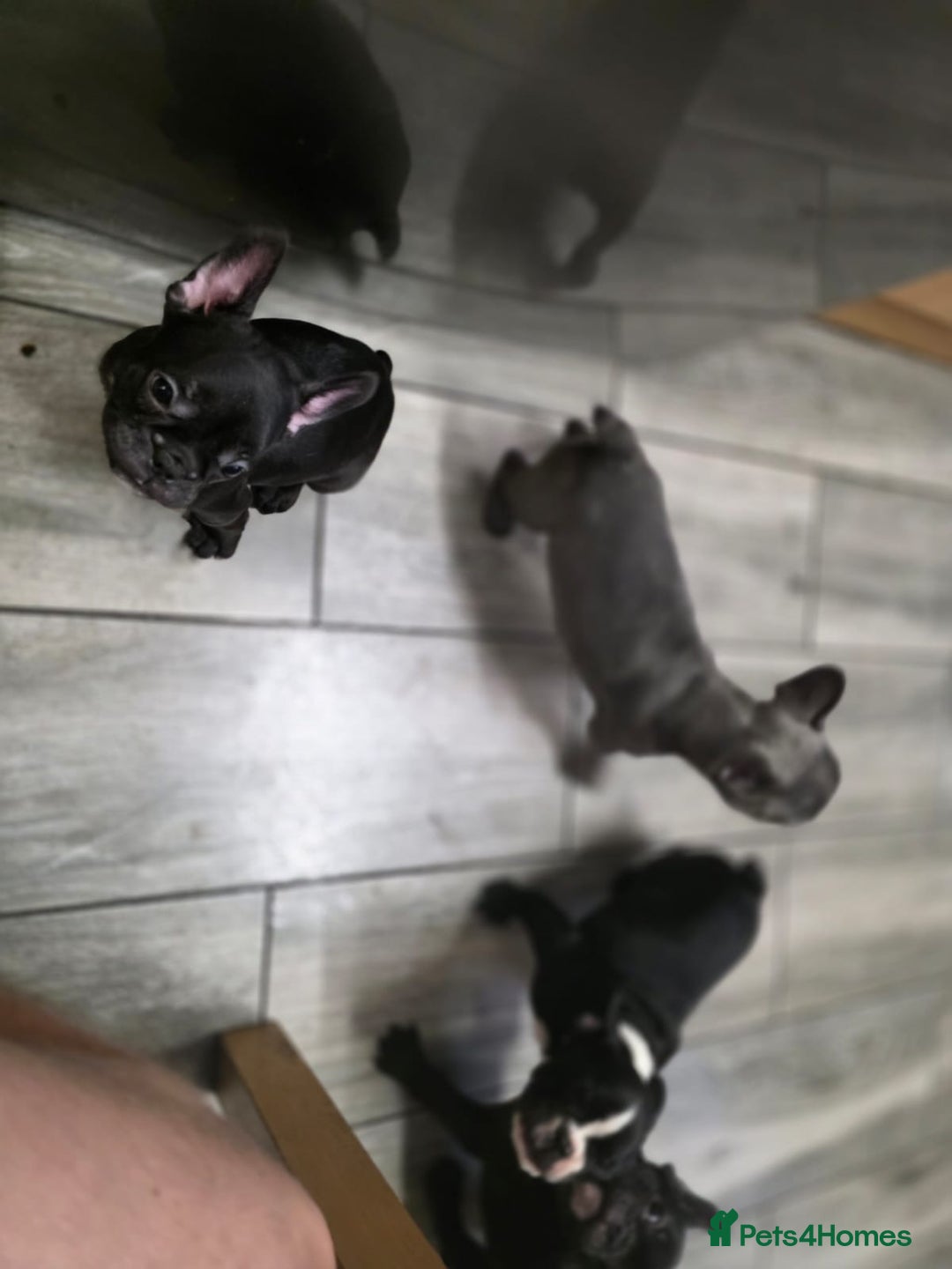French Bulldog dogs for sale: 2 Adult French bulldogs and 4 Puppies  - Image 27