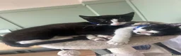Mixed Breed cats for sale: Two sisters  **  together  in Liverpool - Advert 1